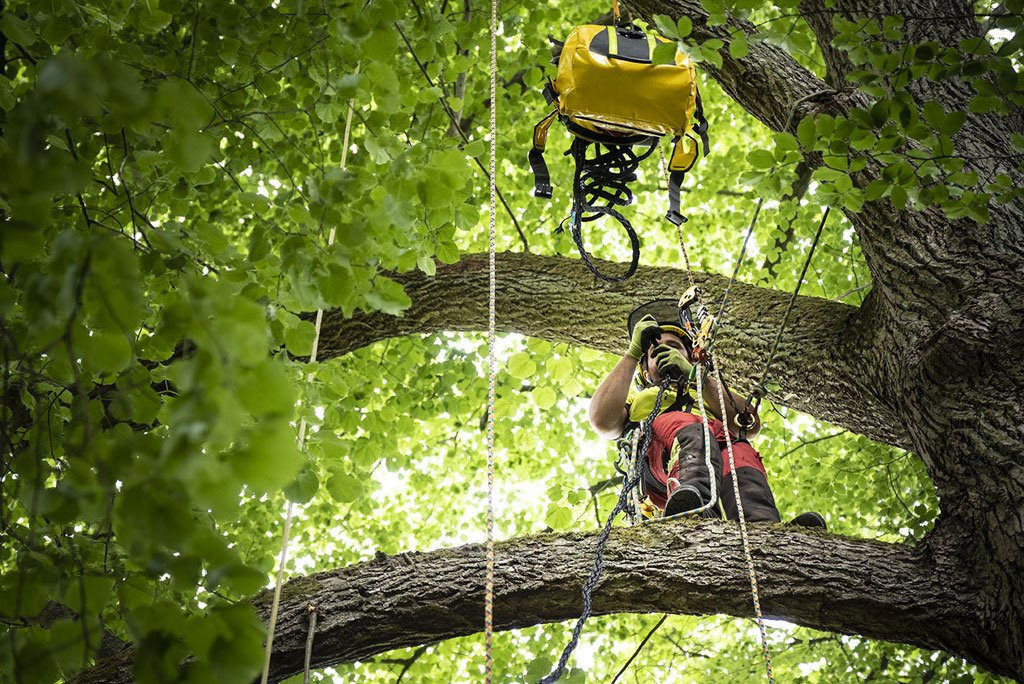 Haubanage des arbres en Loire-Atlantique (44)